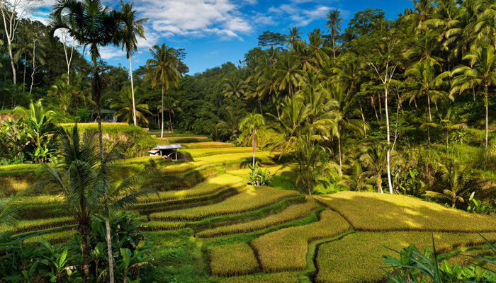 Lush green terraced rice fields surrounded by tall palm trees under a blue sky with scattered clouds, with a small hut in the distance